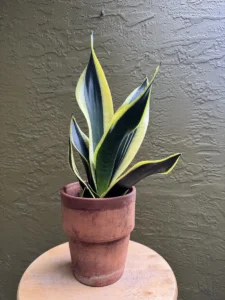 cbsan07-sansevieria-trifasciata-laurentii-flamma-IMG_2872