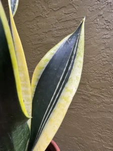 cbsan07-sansevieria-trifasciata-laurentii-flamma-IMG_2874