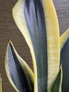 cbsan07-sansevieria-trifasciata-laurentii-flamma-IMG_2875