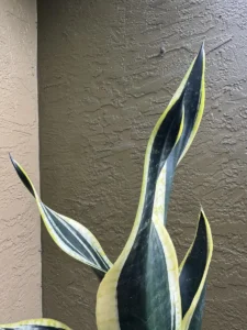 cbsan07-sansevieria-trifasciata-laurentii-flamma-IMG_2876