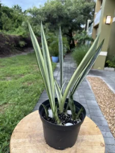 ccban00-sansevieria-trifasciata-bantels-sensation-IMG_2061