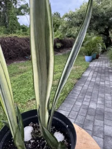 ccban00-sansevieria-trifasciata-bantels-sensation-IMG_2062