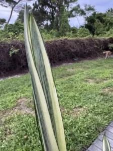 ccban00-sansevieria-trifasciata-bantels-sensation-IMG_2065