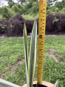 ccban00-sansevieria-trifasciata-bantels-sensation-IMG_2068