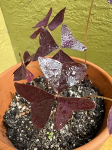 ccbtf00-oxalis-triangularis-butterfly-plant-IMG_2019