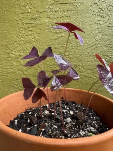 ccbtf00-oxalis-triangularis-butterfly-plant-IMG_2021
