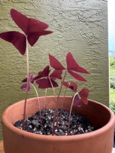 ccbtf00-oxalis-triangularis-butterfly-plant-IMG_2023