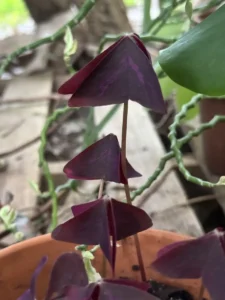 ccbtf00-oxalis-triangularis-butterfly-plant-IMG_2060