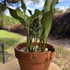 Aglaonema commutatum 'Maria' – Chinese Evergreen (Medium)