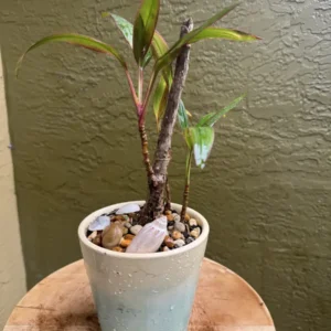 Cordyline fruticosa – Hawaiian Ti “IkaIka” (Small)