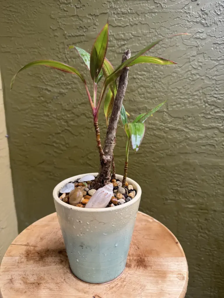 Cordyline fruticosa – Hawaiian Ti “IkaIka” (Small)