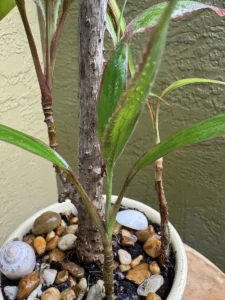 cchit00-cordyline-fruticosa-hawaiian-ti-IMG_5380