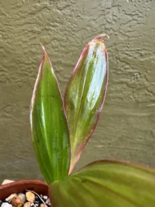 cchit00-cordyline-fruticosa-hawaiian-ti-ikaika-IMG_2007