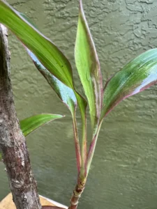 cchit00-cordyline-fruticosa-hawaiian-ti-ikaika-IMG_2009