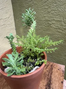 ccmdu02-euphorbia-stapelioides-variegated-medusa-plant-IMG_0577