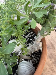 ccmdu02-euphorbia-stapelioides-variegated-medusa-plant-cayo-IMG_2672