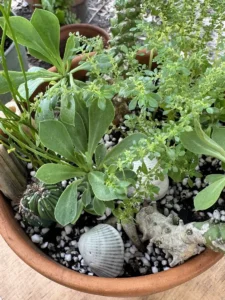 ccmdu02-euphorbia-stapelioides-variegated-medusa-plant-cayo-IMG_2674