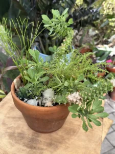 ccmdu02-euphorbia-stapelioides-variegated-medusa-plant-cayo-IMG_2679