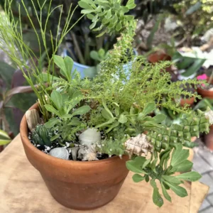 Euphorbia stapelioides Variegated – Medusa Plant "Cayo" (Small)