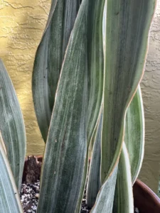 ccsan02-sansevieria-trifasciata-sayuri-IMG_0526