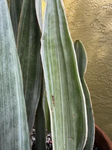 ccsan02-sansevieria-trifasciata-sayuri-IMG_0527
