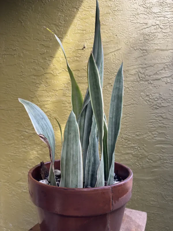 ccsan02-sansevieria-trifasciata-sayuri-IMG_0536