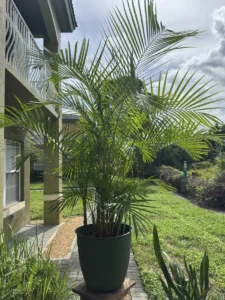 cfarc00-areca-palm-de-palma-IMG_2624