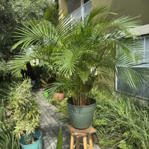 Dypsis lutescens – Areca Palm “De Palma” (XL)