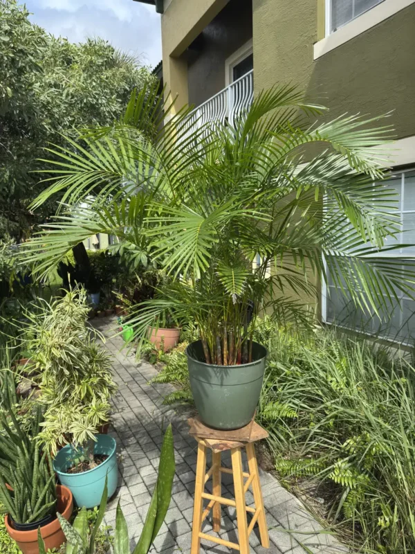 Dypsis lutescens – Areca Palm “De Palma” (XL)