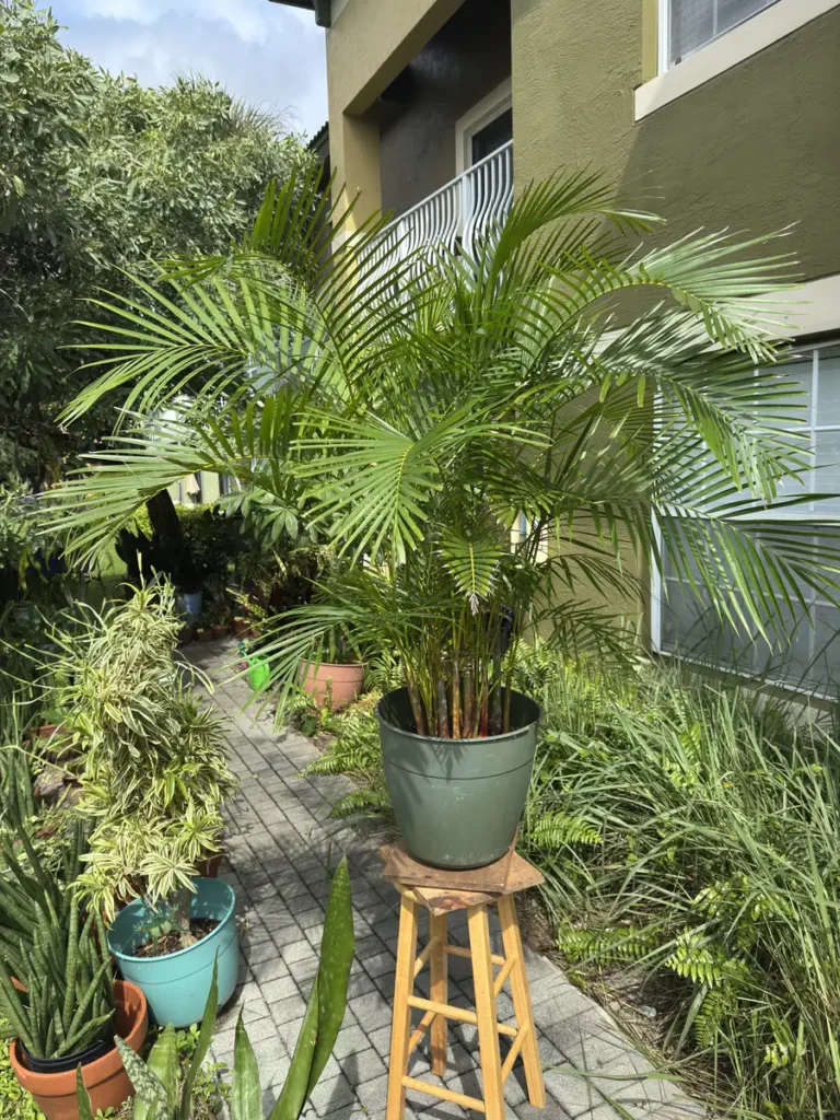 Dypsis lutescens – Areca Palm “De Palma” (XL)