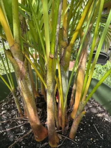 cfarc00-areca-palm-de-palma-IMG_2628