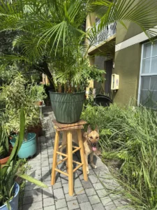 cfarc00-areca-palm-de-palma-IMG_2632