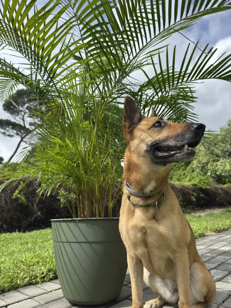 cfarc00-areca-palm-de-palma-IMG_2641