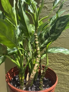 cfevr00-aglaonema-commutatum-maria-chinese-evergreen-IMG_0604