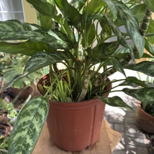 Aglaonema commutatum 'Maria' – Chinese Evergreen (Large)