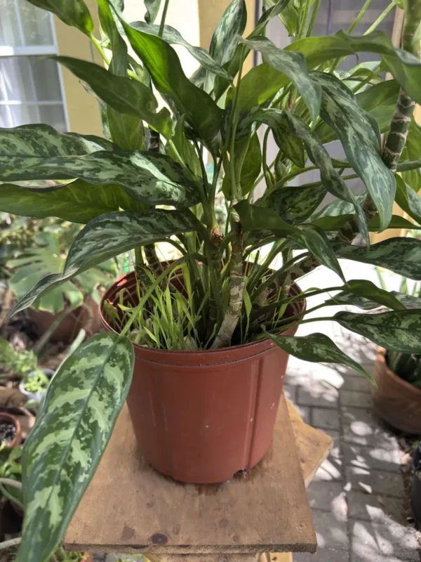cfevr00-aglaonema-commutatum-maria-chinese-evergreen-IMG_1376