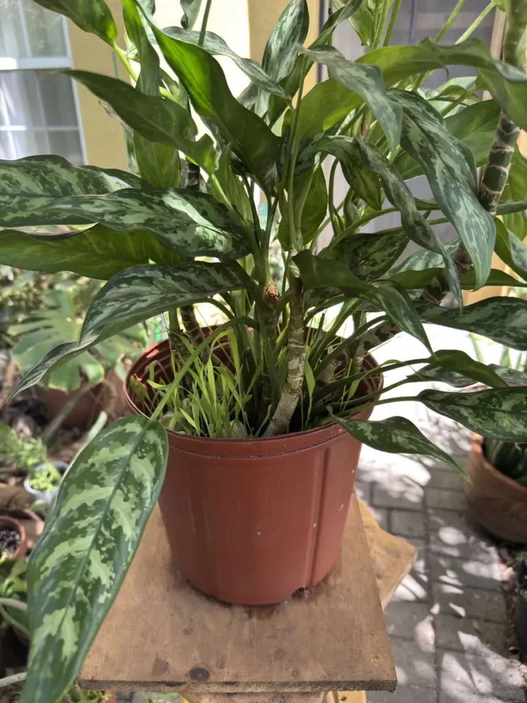Aglaonema commutatum 'Maria' – Chinese Evergreen (Large)