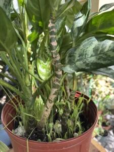 cfevr00-aglaonema-commutatum-maria-chinese-evergreen-IMG_1380