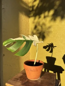 cfmon00-monstera-deliciosa-variegata-half-moon-monstera-og-kanata-IMG_1870