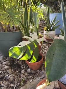 cfmon00-monstera-deliciosa-variegata-half-moon-monstera-og-kanata-IMG_1879