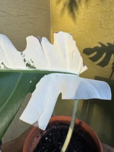 cfmon00-monstera-deliciosa-variegata-half-moon-monstera-og-kanata-IMG_1882