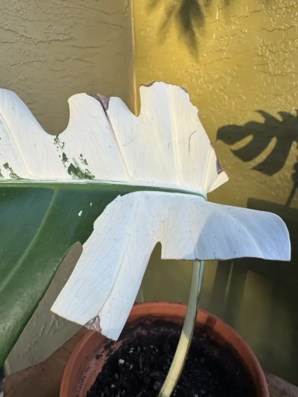 cfmon00-monstera-deliciosa-variegata-half-moon-monstera-og-kanata-IMG_1882