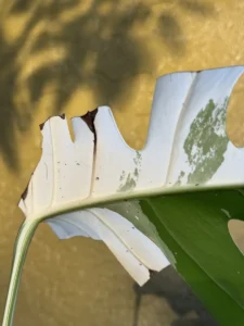 cfmon00-monstera-deliciosa-variegata-half-moon-monstera-og-kanata-IMG_1890