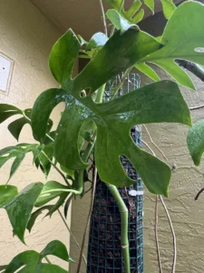 cfrha00-rhaphidophora-tetrasperma-mini-monstera-kuss-IMG_2784