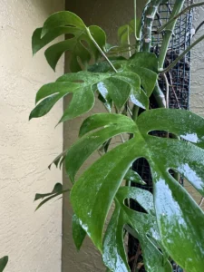 cfrha00-rhaphidophora-tetrasperma-mini-monstera-kuss-IMG_2786