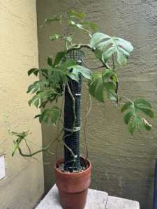 cfrha00-rhaphidophora-tetrasperma-mini-monstera-kuss-IMG_2831