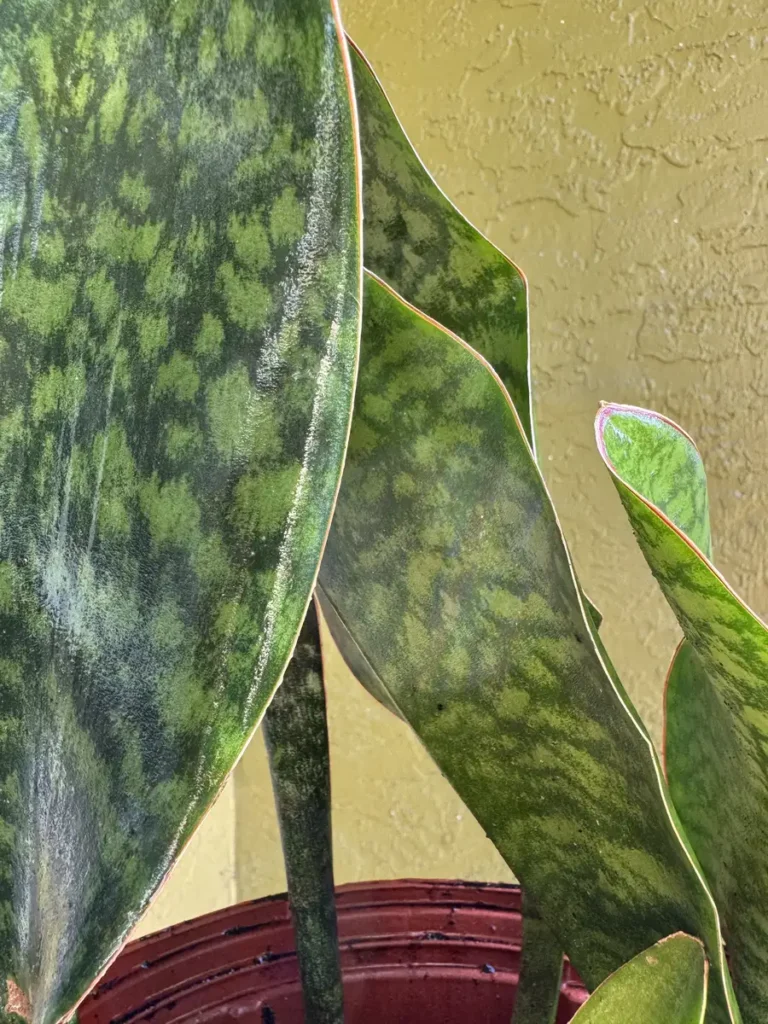 Ansevieria masoniana – Whale Fin (Medium)