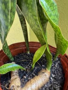 cfwhl00-sansevieria-masoniana-whale-fin-IMG_1396