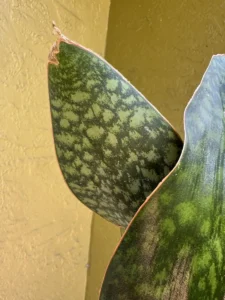 cfwhl00-sansevieria-masoniana-whale-fin-IMG_1399