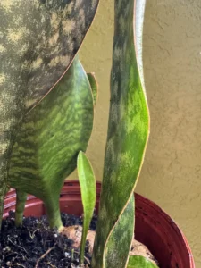 cfwhl00-sansevieria-masoniana-whale-fin-IMG_1400